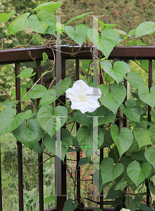 Picture of Ipomoea alba 