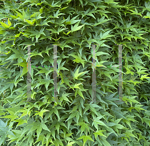 Picture of Acer palmatum 'Ryusen'