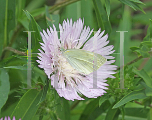 Picture of Stokesia laevis 'Colorwheel'