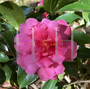 Picture of Camellia sasanqua 'Martha Sims'