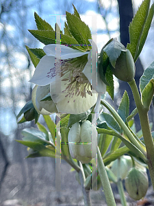 Picture of Helleborus x 'Royal Heritage'