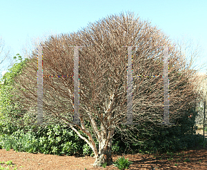 Picture of Betula nigra 'Little King (Fox Valley)'