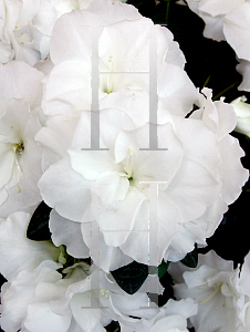 Picture of Rhododendron (subgenus Azalea) 'Honesty'