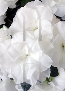 Picture of Rhododendron (subgenus Azalea) 'Pearls'