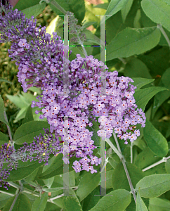 Picture of Buddleia  'Butterfly Heaven'