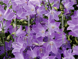 Picture of Campanula  'Camp Bule(StarinaBedding Bell)'