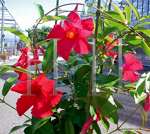 Picture of Mandevilla  'Sun Parasol Giant Crimson'