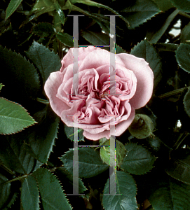 Picture of Rosa  'Parade Andrea'