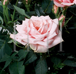 Picture of Rosa  'Parade Belle'