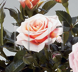 Picture of Rosa  'Parade Breeze'