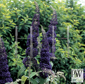 Picture of Buddleia davidii 'Adokeep (English Butterfly Adonis Blue)'