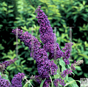 Picture of Buddleia davidii 'Pyrkeep (English Butterfly Purple Emperor)'