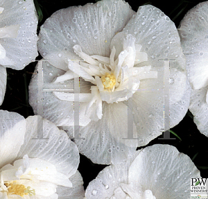 Picture of Hibiscus syriacus 'Notwoodtwo(White Chiffon)'