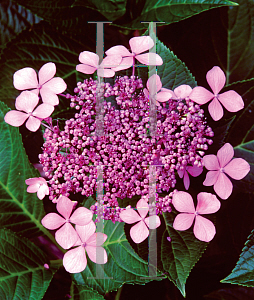 Picture of Hydrangea macrophylla 'Claudie'