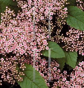 Picture of Spiraea fritschiana 'Wilma(Pink Parasols)'