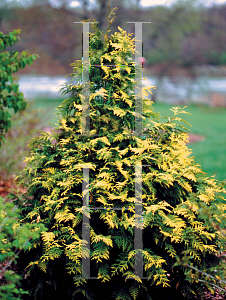 Picture of Thuja occidentalis 'Walter Brown(Techny Gold)'