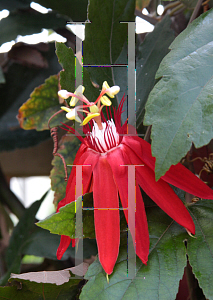 Picture of Passiflora vitifolia 