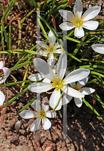 Picture of Zephyranthes candida 