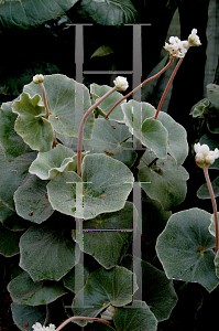 Picture of Begonia venosa 