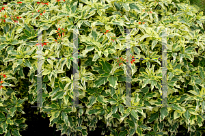 Picture of Euphorbia heterophylla 'Variegata'