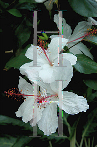 Picture of Hibiscus arnottianus 