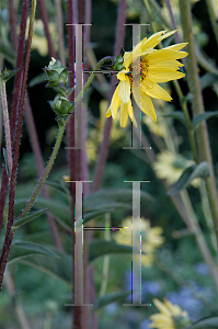 Picture of Silphium gracile 