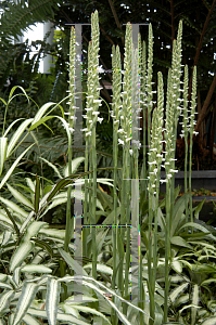 Picture of Spiranthes odorata 'Chadds Ford'