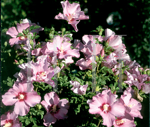 Picture of Hibiscus syriacus 'Minrosa (Rose Satin)'