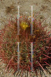 Picture of Ferocactus cylindraceus 