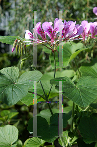 Picture of Pelargonium cordifolium 