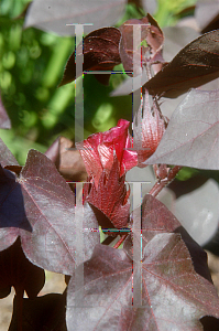 Picture of Gossypium hirsutum 'Red Leaf'