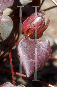 Picture of Gossypium hirsutum 'Red Leaf'