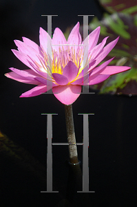 Picture of Nymphaea  'Queen of Siam'
