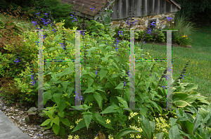 Picture of Salvia guaranitica 'Black and Blue'