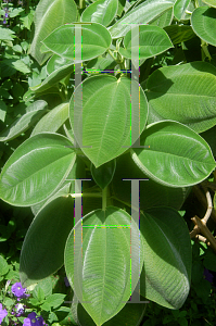Picture of Tibouchina grandifolia 