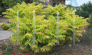 Picture of Rhus typhina 'Bailtiger (Tiger Eyes)'