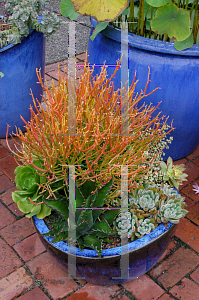 Picture of Euphorbia tirucalli 'Sticks on Fire'