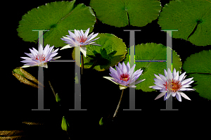 Picture of Nymphaea  'Lone Star'