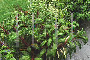 Picture of Setaria palmifolia 'Rubra Variegata'
