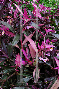 Picture of Tradescantia pallida 'Pink Corazon'