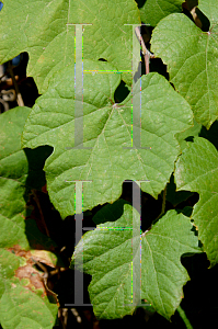 Picture of Vitis arizonica 