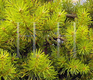 Picture of Pinus sylvestris 'Gold Coin'