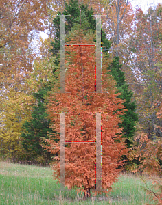 Picture of Metasequoia glyptostroboides 