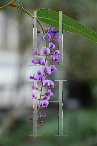 Picture of Hardenbergia violacea 'Happy Wanderer'