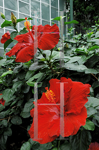Picture of Hibiscus rosa-sinensis 'Kiss and Tell'