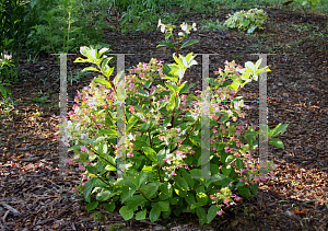 Picture of Hydrangea paniculata 'Bulk (Quick Fire)'