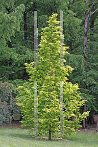Picture of Metasequoia glyptostroboides 'Ogon (Gold Rush)'