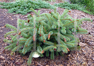 Picture of Picea pungens 'Ruby Teardrops'