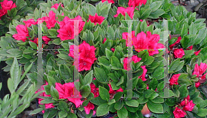 Picture of Rhododendron (subgenus Azalea) 'Bixby'