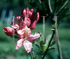 Picture of Rhododendron (subgenus Azalea) 'Cascade Pink'